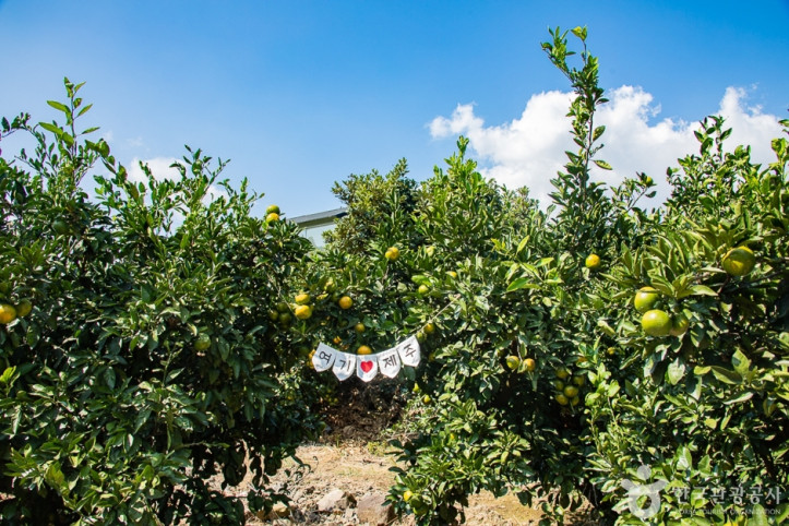 서귀포_제주에인_감귤밭_카페_2_공공3유형.jpg