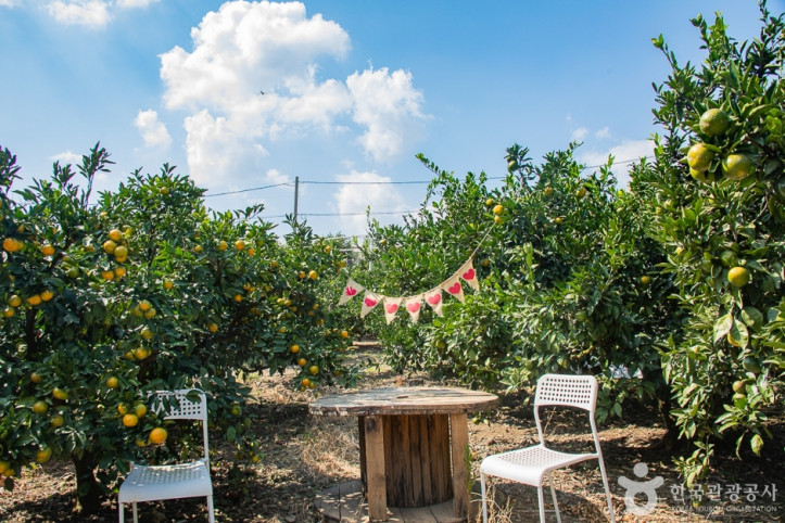 서귀포_제주에인_감귤밭_카페_10_공공3유형.jpg