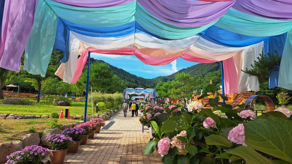 강진수국길축제