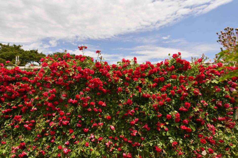 곡성세계장미축제