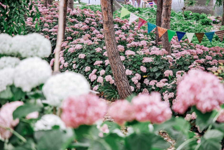공주 유구 색동수국정원 꽃 축제