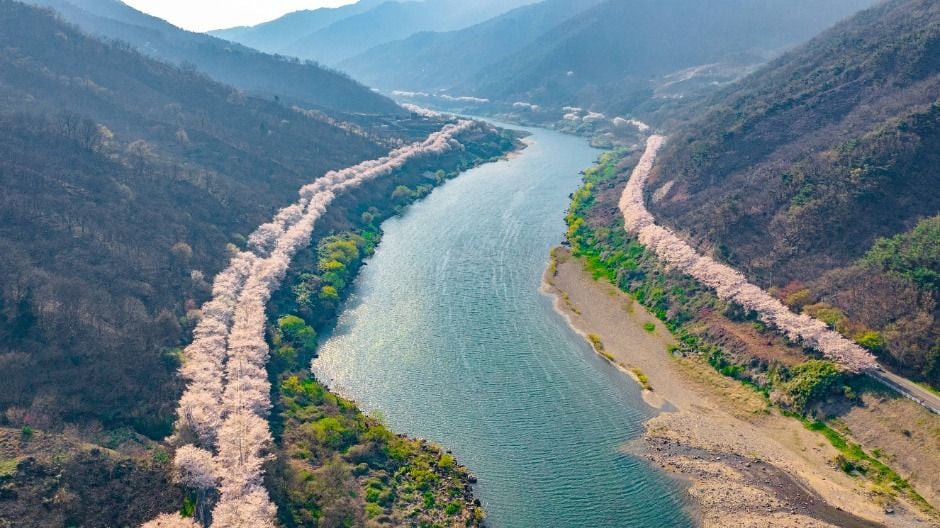 구례300리 벚꽃축제