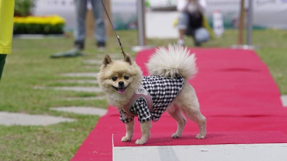 기장군반려동물문화축제