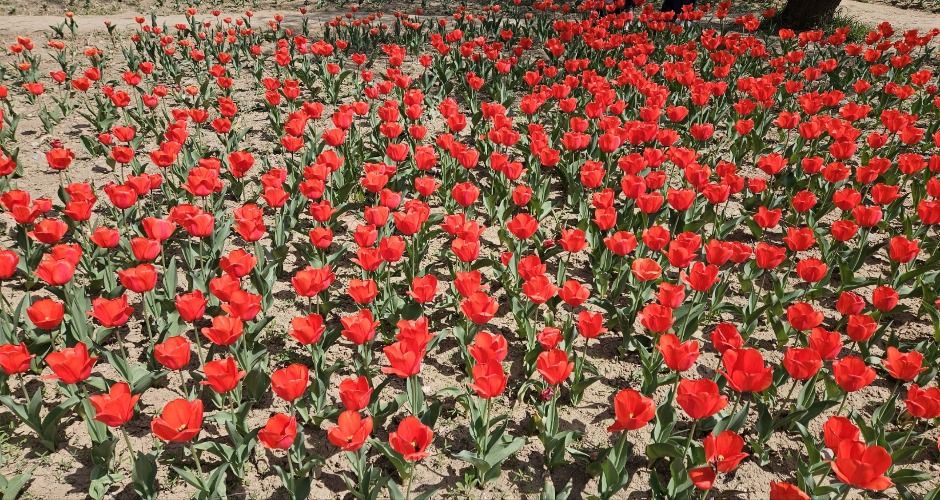 승기천 꽃피나 봄