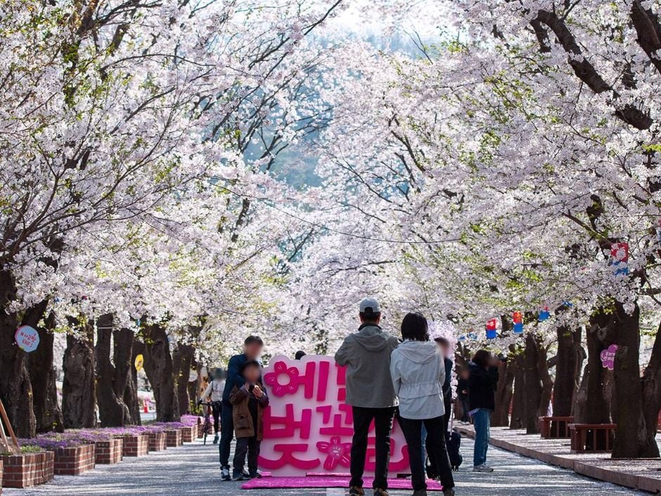 에덴벚꽃길 벚꽃축제