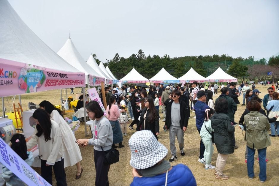 영랑호 벚꽃축제