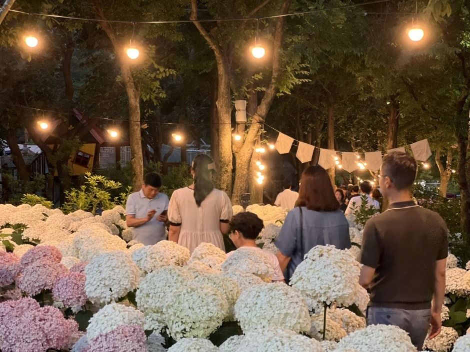 월아산 수국 수국 페스티벌