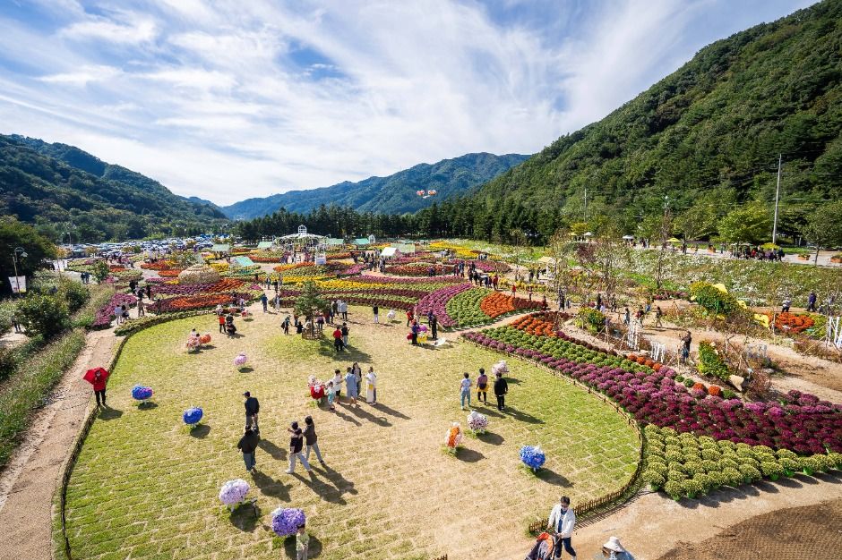 인제가을꽃축제