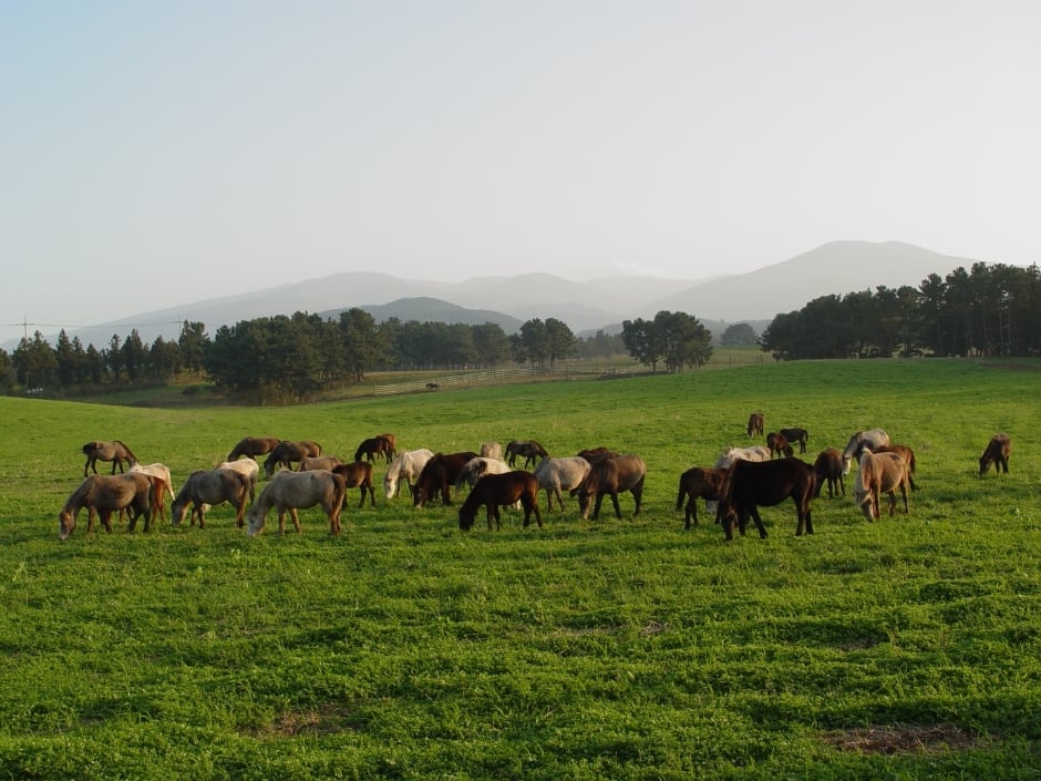 제주마 입목 문화축제