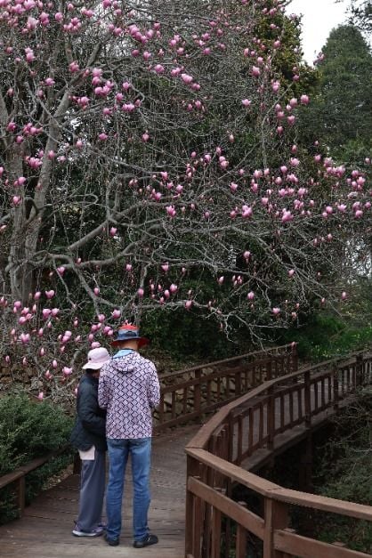 천리포수목원 목련축제