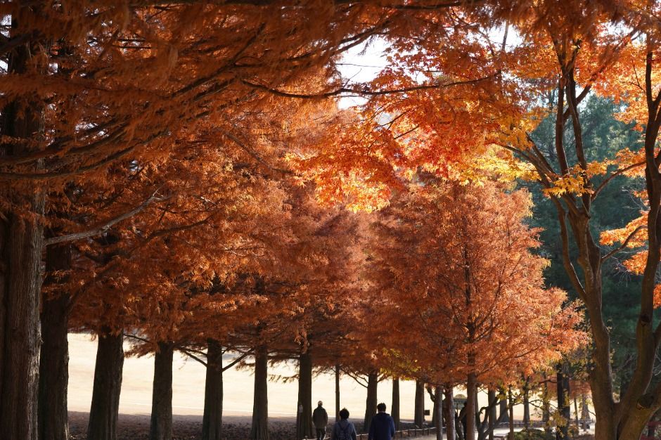 청남대 가을축제