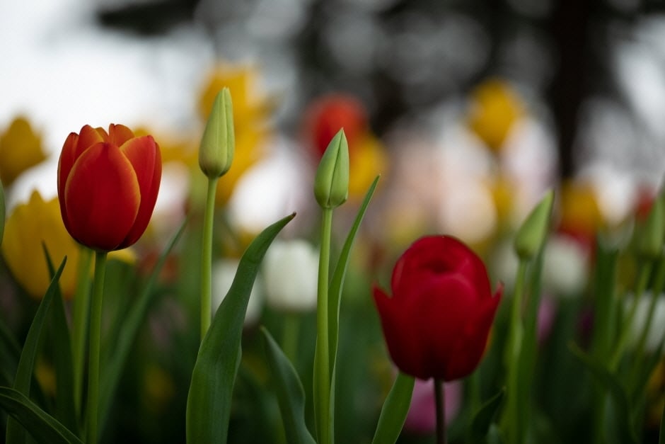 태안 세계튤립꽃박람회