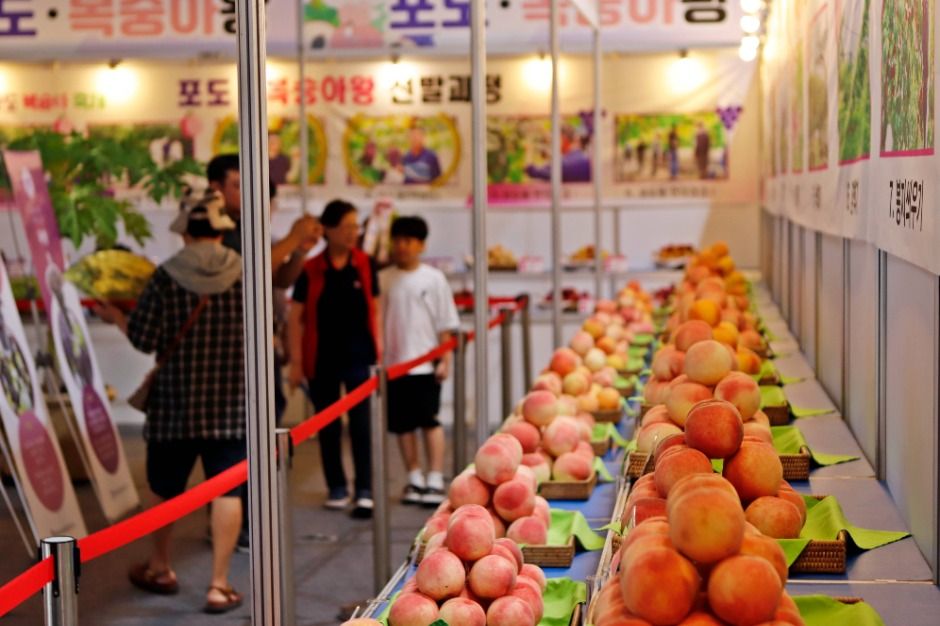 향수 옥천 포도 복숭아축제