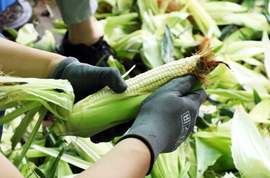 홍천 찰옥수수 축제